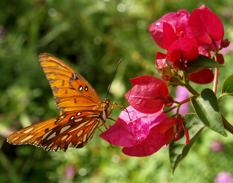 Gulf fritillary butterfly on bougainvillea