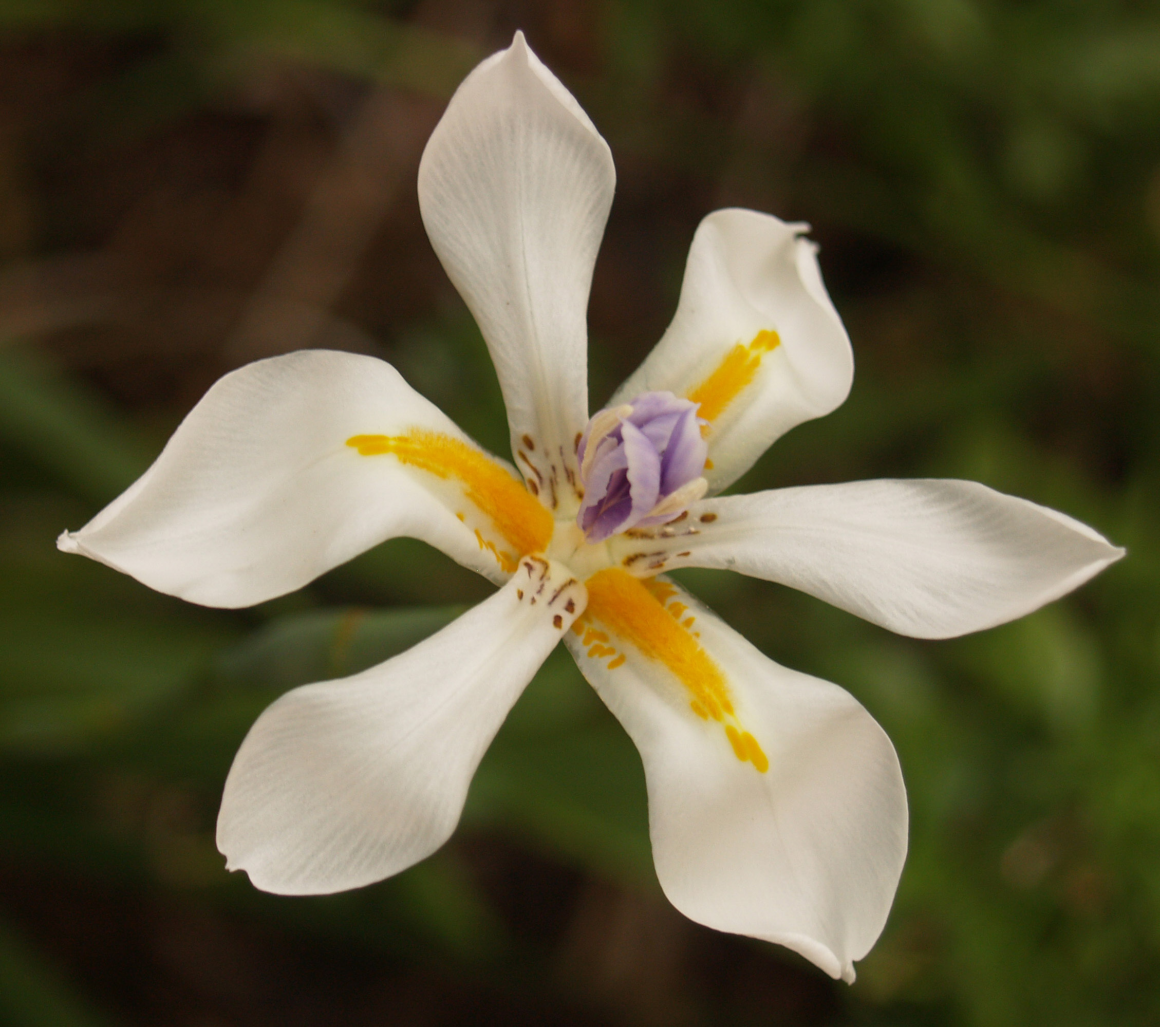 Butterfly iris (Dietes grandiflora) 