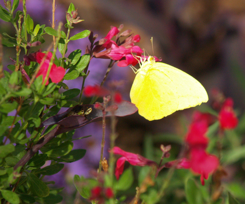 Sulphur butterfly on Salvia greggii 