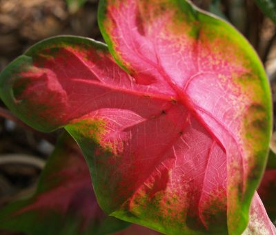 Red caladium