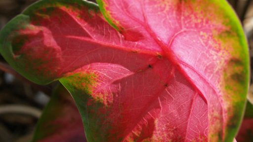 Red caladium