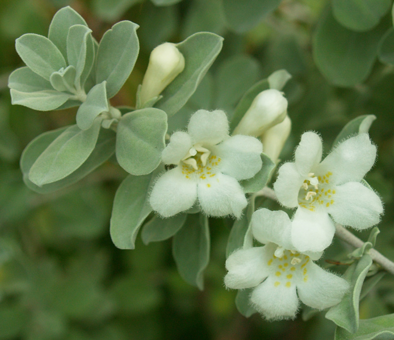 White flowering Cenizo silverado