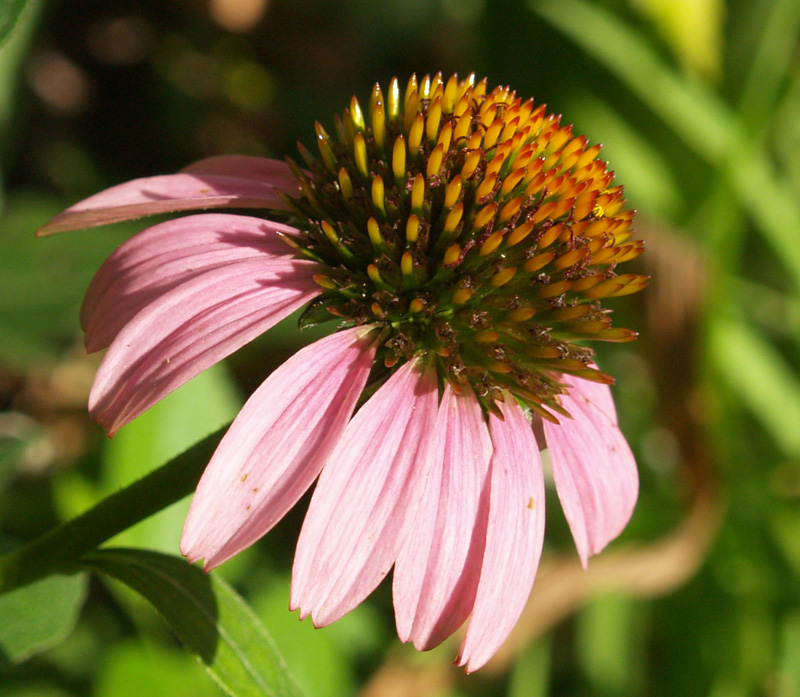 Coneflower