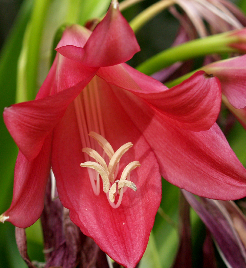 Crinum 'Ellen Bousanquet' 