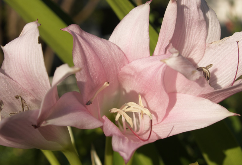 pink crinum