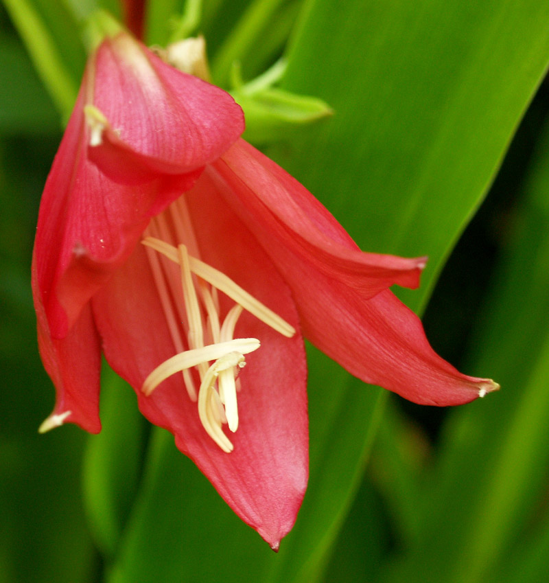 Crinum 'Ellen Bosanquet' Crinum 'Ellen Bosanquet'