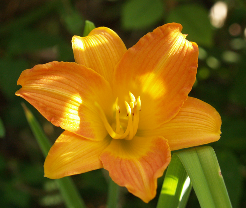 Daylily 'Mambo Maid'