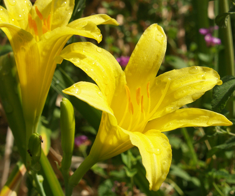 Yellow daylily