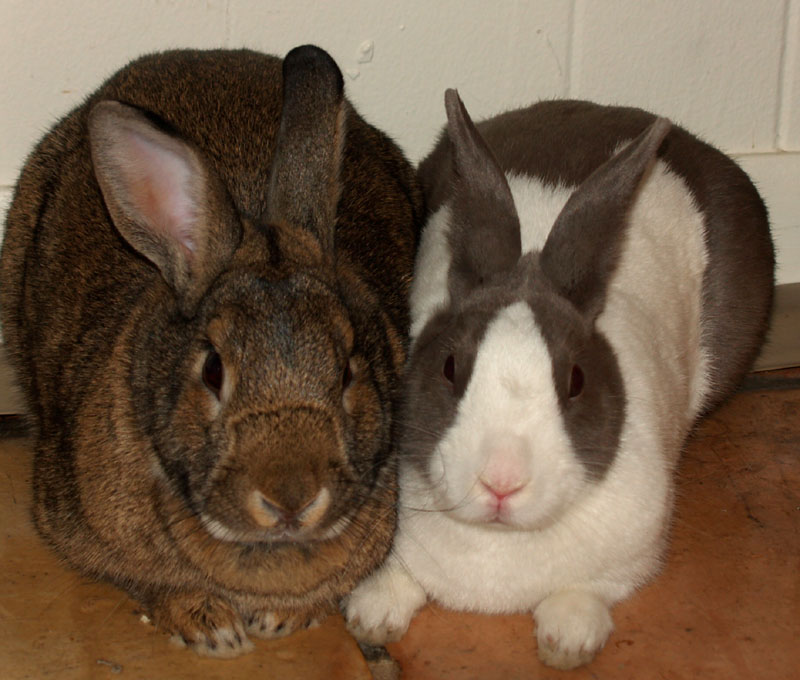 bunnies cuddle inside