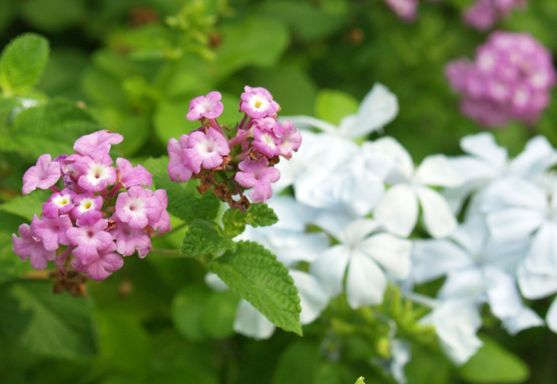 Lantana montevidensis with plumbago