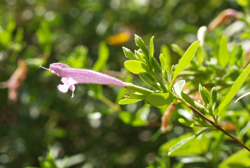 Mexican oregano (Poliomintha longiflora)