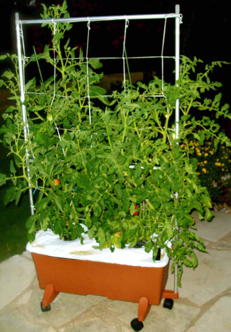 Earth Box with tomatoes 