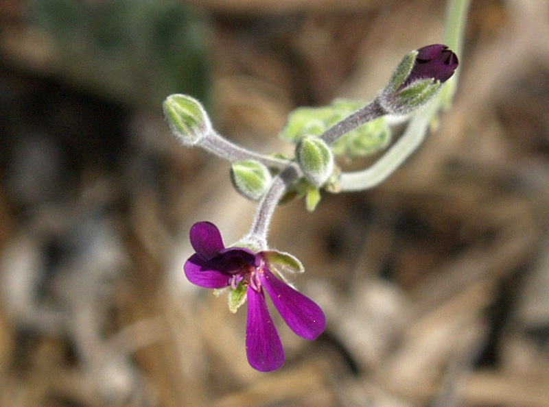 Pelargonium sidoides