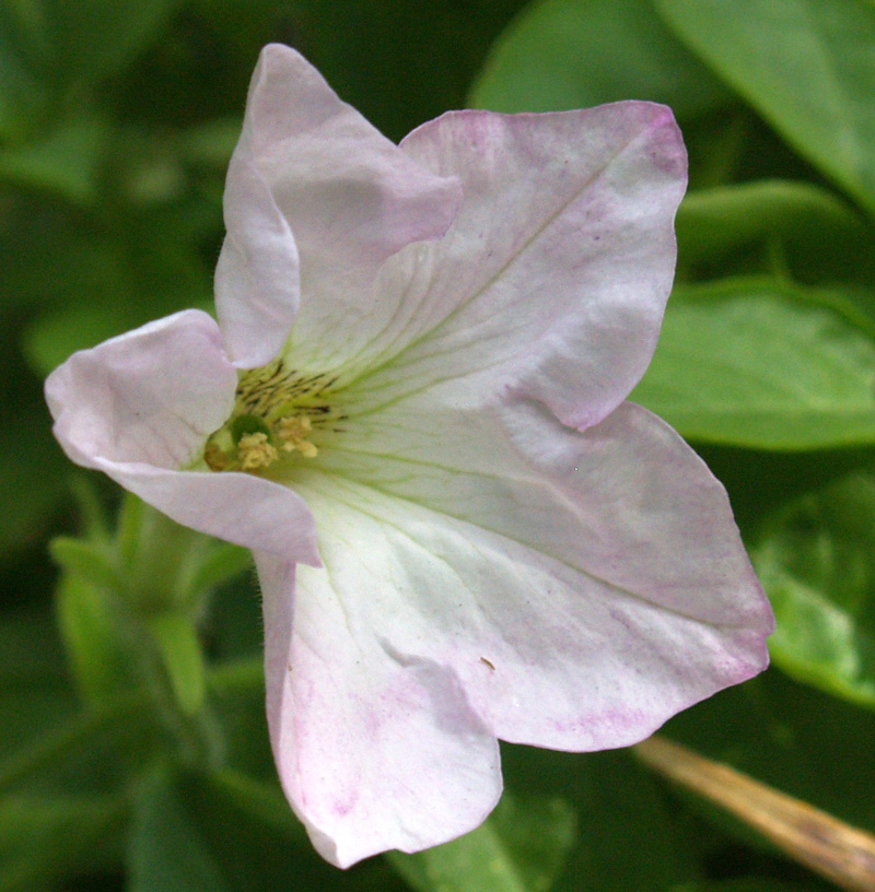 Old-fashioned fragrant petunia