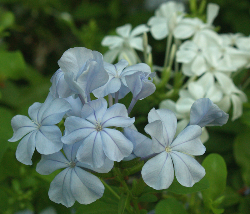Blue and white plumbago