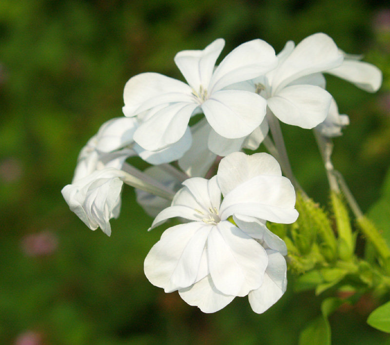 White plumbago flower