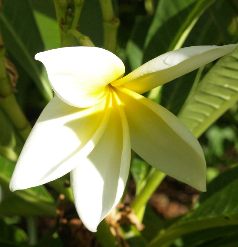 Plumeria white and yellow