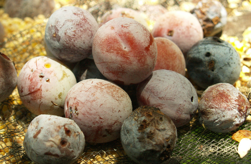 Mexican plum tree fruits 