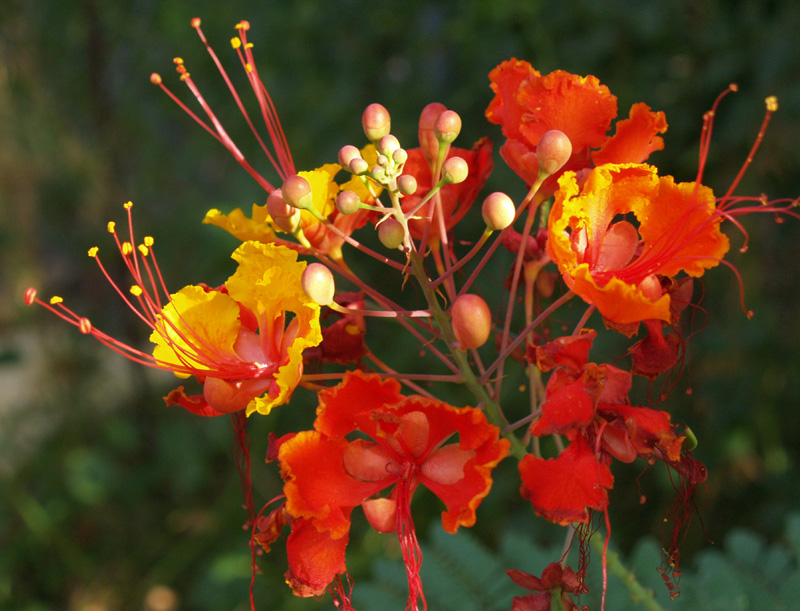 Pride of Barbados, Red Bird of Paradise (Caesalpinia pulcherrima) 