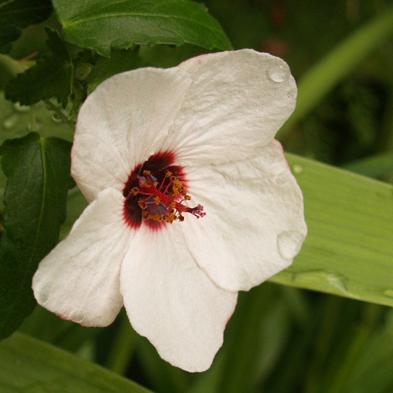 Brazilian rock rose (Pavonia braziliensis) 