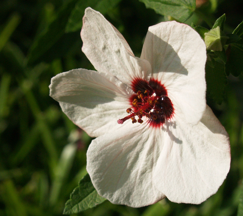 Brazilian rock rose (Pavonia braziliensis)