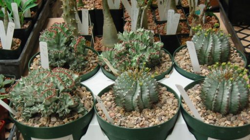 Euphorbias at Austin Cactus & Succulent Society show