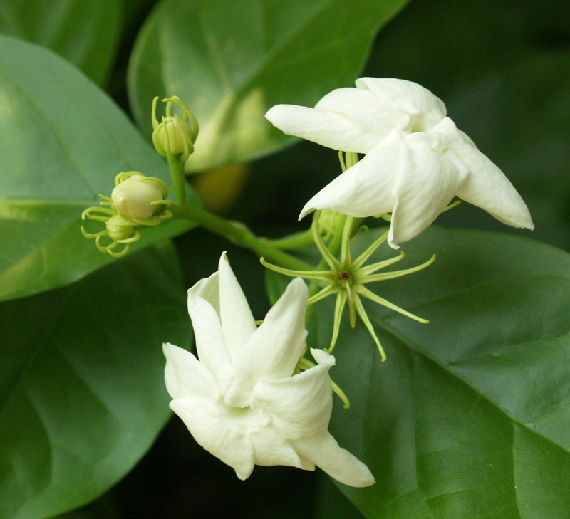 Sambac jasmine flowers