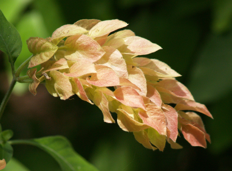 Apricot shrimp plant