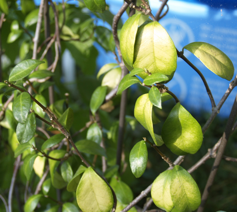 Star jasmine fire ant damage