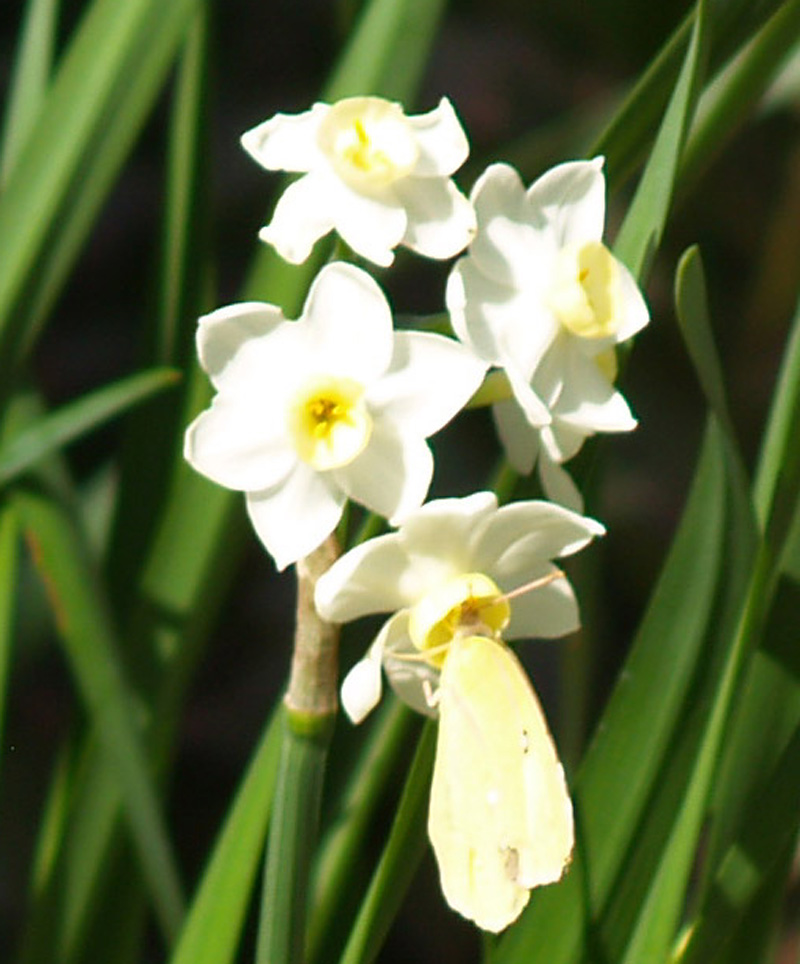 Sulphur butterfly on narcissus Sulphur butterfly on narcissus