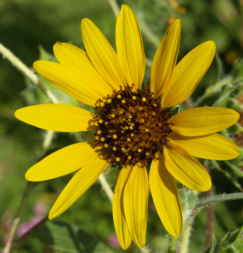 Bird seed sunflower