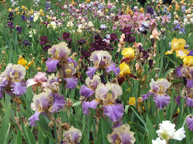 Bearded irises in garden, photo by Roger Abel 