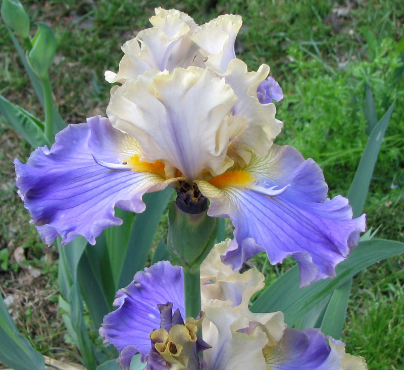 Bearded iris Pieces of April, photo by Roger Abel