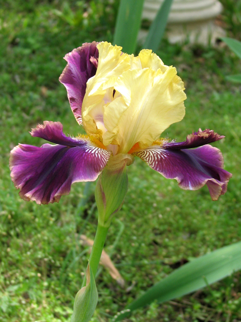 Bearded iris Rocket Randy Bearded iris Rocket Randy, photo by Roger Abel