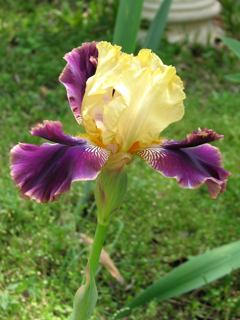 Bearded iris Rocket Randy, photo by Roger Abel 