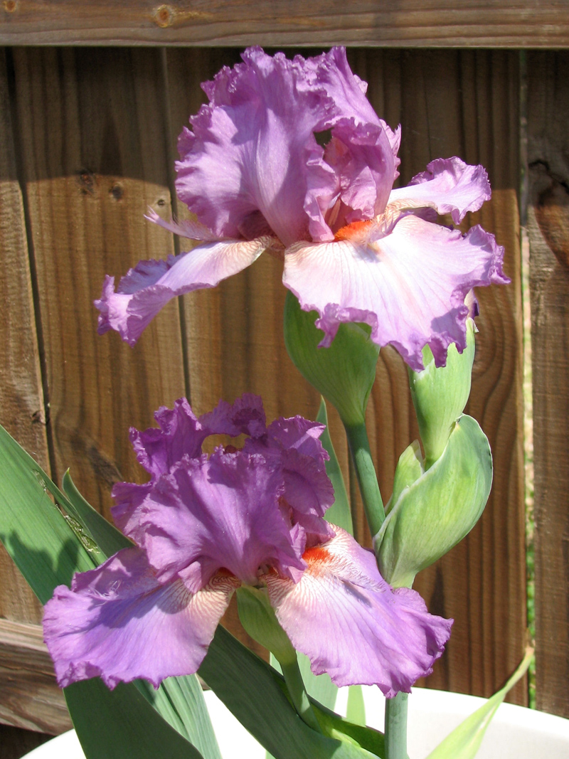 Bearded iris Persian Berry, photo by Roger Abel 