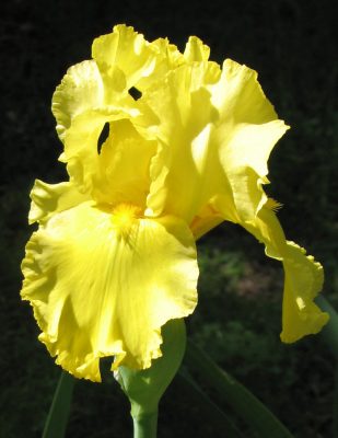 Lemon Pledge bearded iris