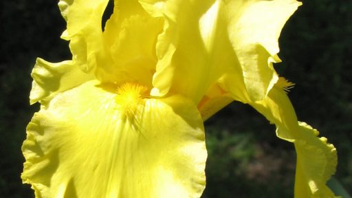 Lemon Pledge bearded iris