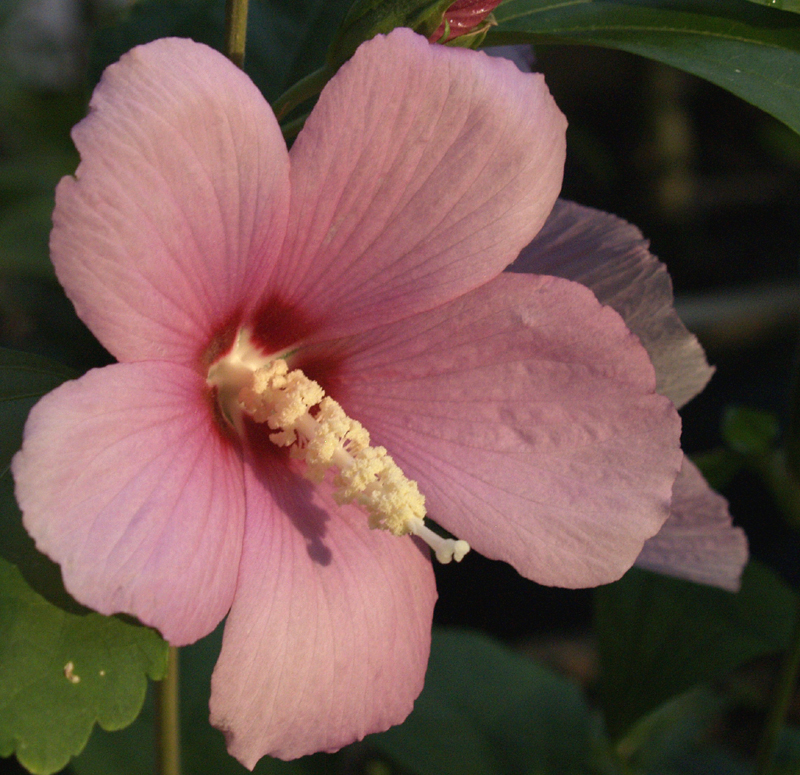 Variegated althea from Robert Beyer