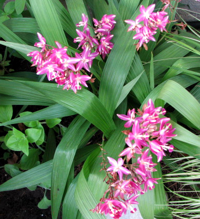 Chinese ground orchid (Bletilla striata)