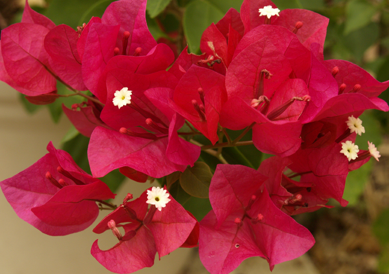 Bougainvillea Bougainvillea