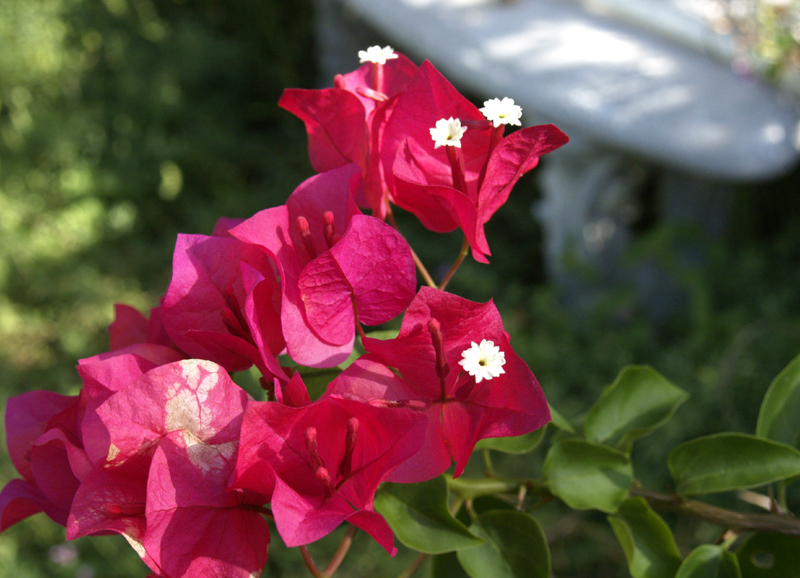 Bougainvillea