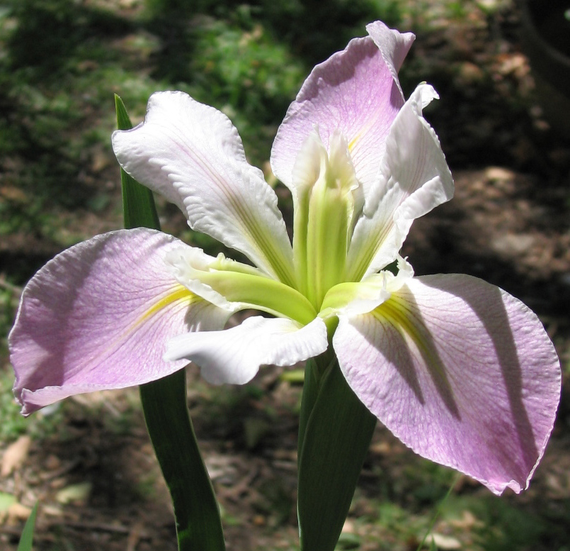 Lousiana iris Bubblegum Ballerina, photo by Roger Abel 