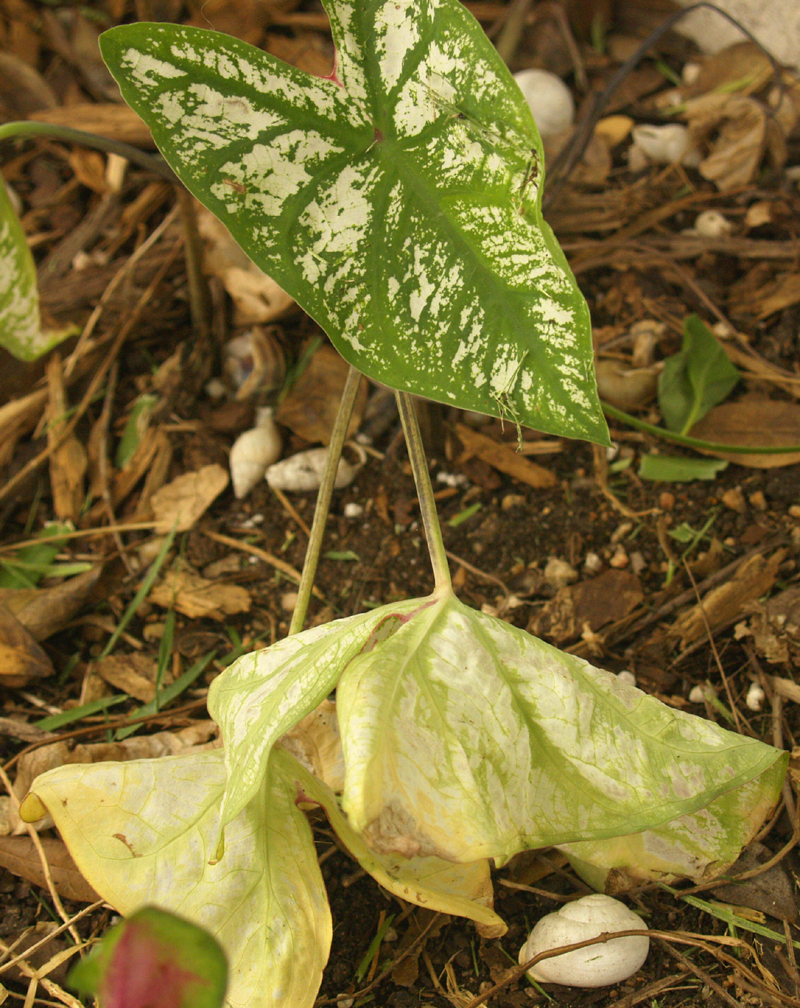 heat-stressed caladium