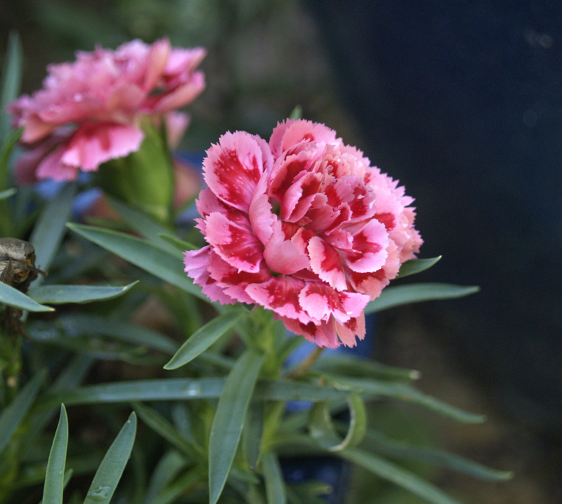 Silver Pink Carnation 