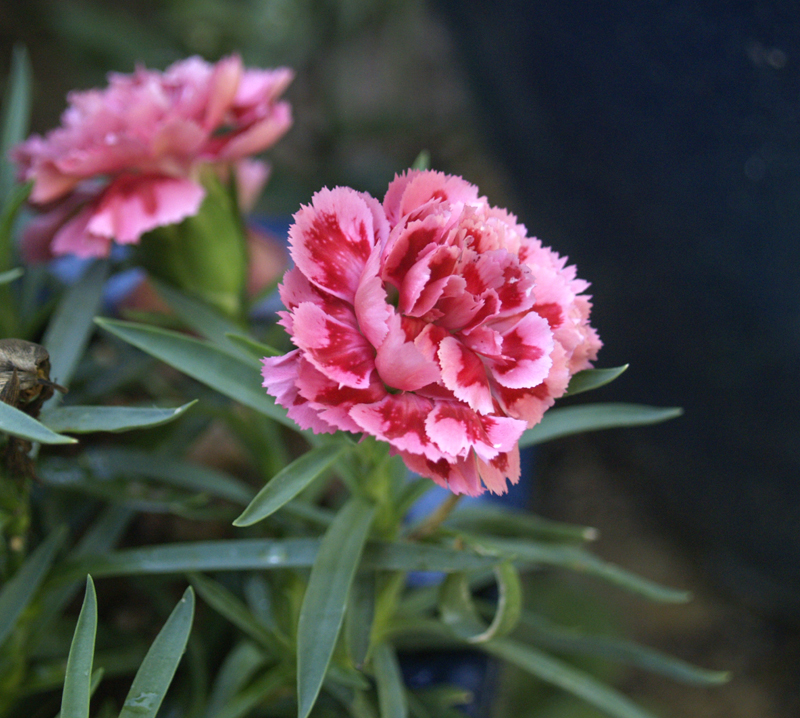 Silver Pink Carnation Silver Pink Carnation