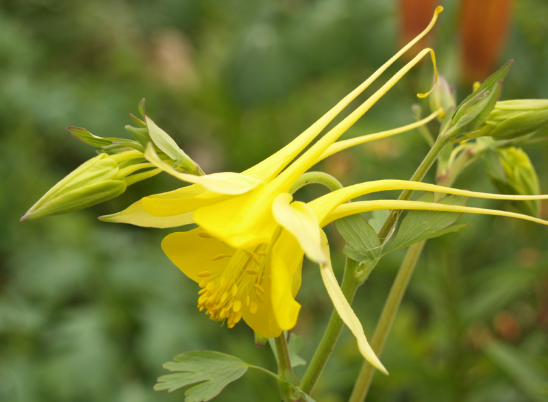 Columbine Columbine