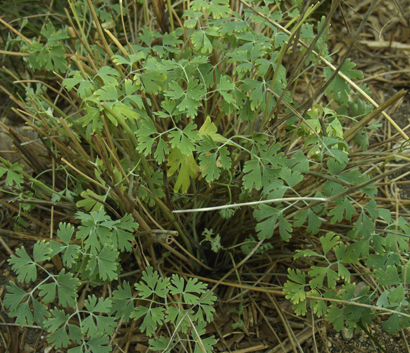 heat-stressed columbine