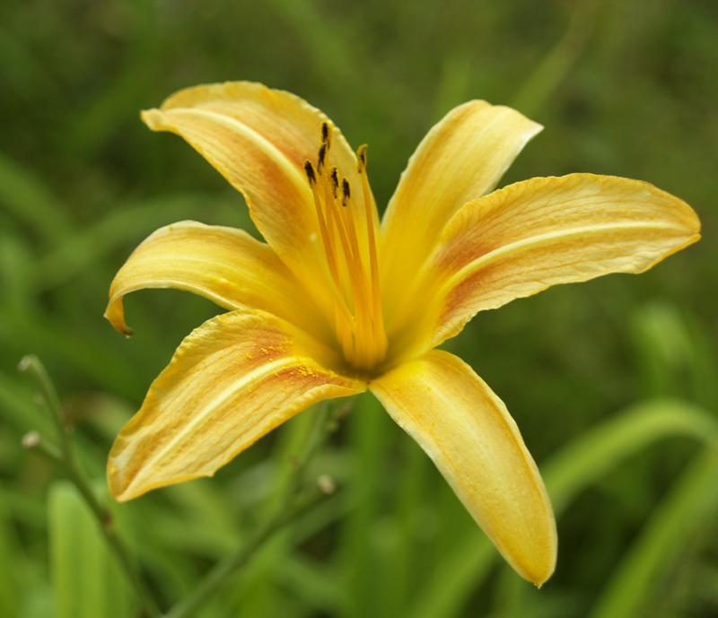 Tawny daylily