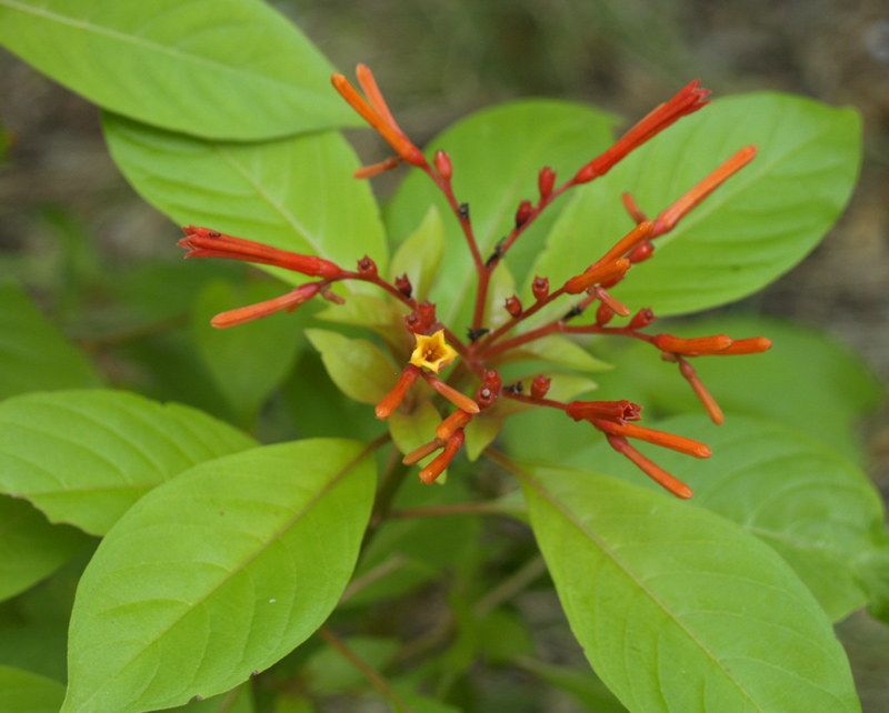Hamelia patens Hamelia patens